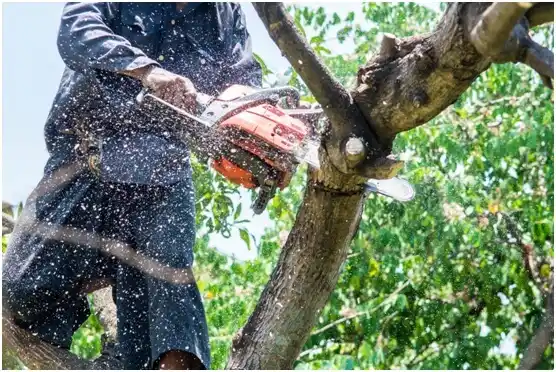 tree services Cokeville